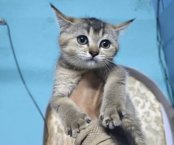 Anak Bsh untuk dijual