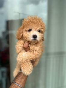 Maltipoo 7