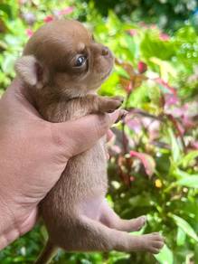 Apple head Chihuahua 