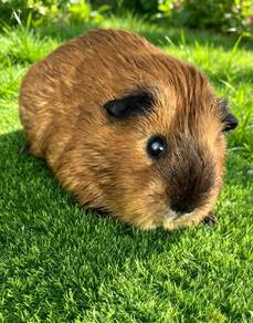 california guinea pig