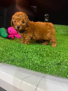 Toy Poodle male female