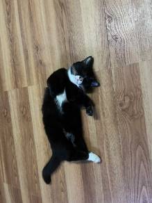 Munchkin Male