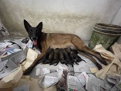 Belgian Sherpherd (Malinois)