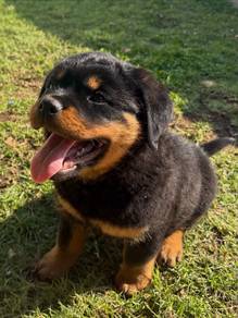 Beautiful & strong Rottweiler puppies available!