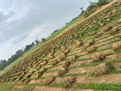 Cow Grass NS