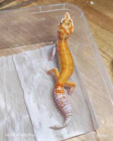 Leopard Gecko 