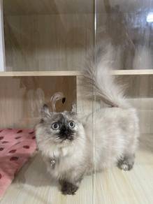 munchkin american curl