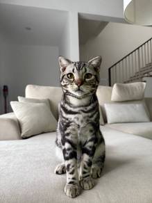 American Shorthair