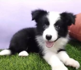 Border collie puppies mka and microchip