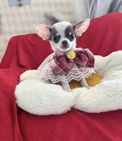 CHIHUAHUA PUPPIES 149🌷Head Apple Cute Dog