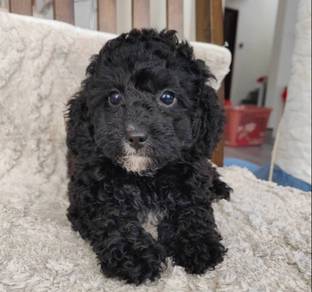 black Poodle