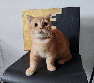 Scottish fold Munchkin kitten male