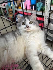 Persian mix  persian chinchilla