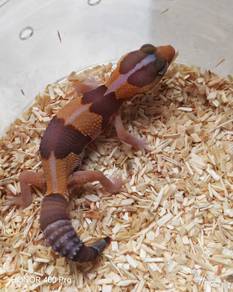 Gecko