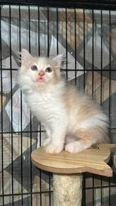 Big bone DLH mix American curl