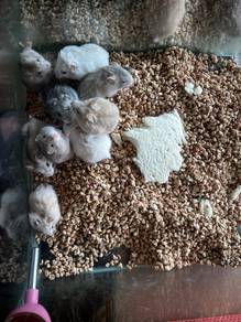Hamster Winter White