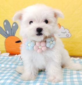 Maltipoo