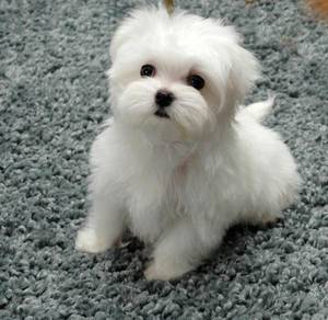 QQQ60111Tiny Maltese beautiful puppy #MKA