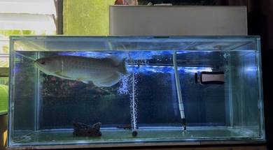 yellow tail arowana