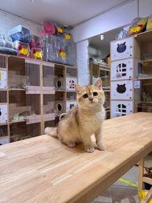 bear face short hair golden shaded BSH british