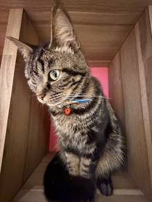 American shorthair Cat