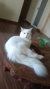 Pure Mainecoon Female