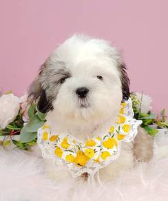 Shih Tzu