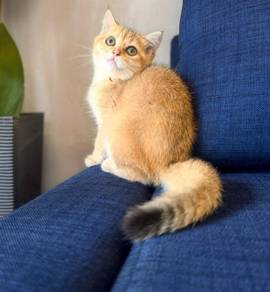 Golden Bsh Kitten