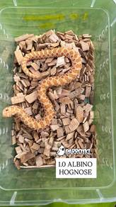 ular corn snake hognose