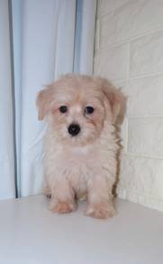 J0566 Silkese Sweetheart Cuddly Puppy