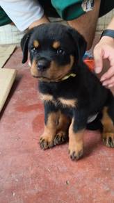 Pure  Rottweiler Puppies