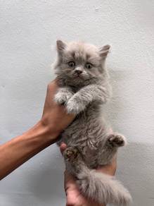 BritishLongHair