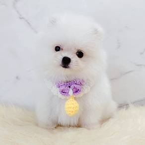 Mini Pomeranian