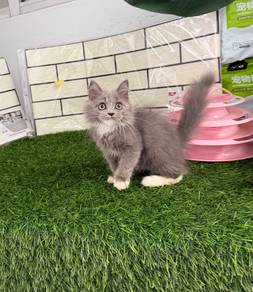 Bicolor longhair kitten