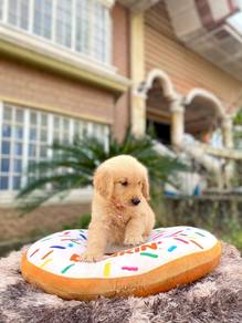 golden retriever puppies w