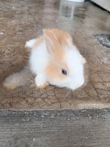 Rabbit