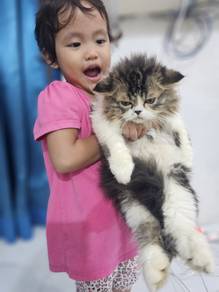 pure persian tabby female kitten flat face 