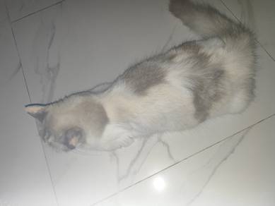 kucing