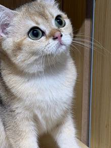 Short-haired Golden Shaded female