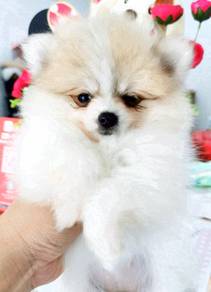 GEO_2822 tiny pomeranian white & brown haired