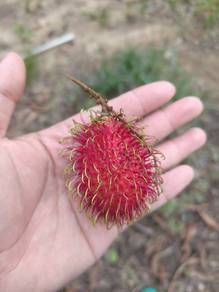 Rambutan 1kg
