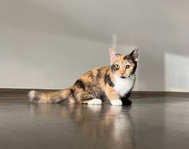 Munchkin Supershort (Female)