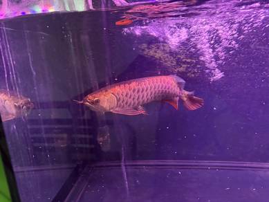 arowana gold