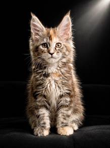 X8 Maine Coon