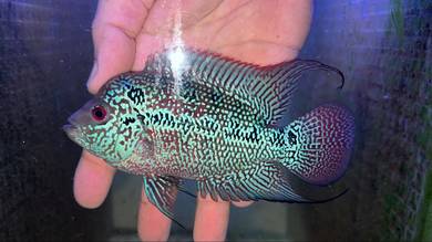 Flowerhorn Male