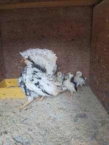 Ayam serama