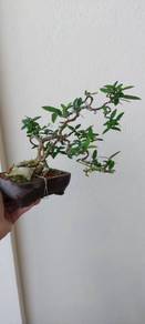 Bonsai Jeliti / santalia / sui mei (mini size)