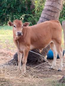 Anak lembu jate limosin