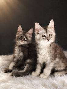 S3 Maine Coon