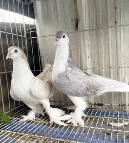 burung merpati Lahore baru matang sepasang 